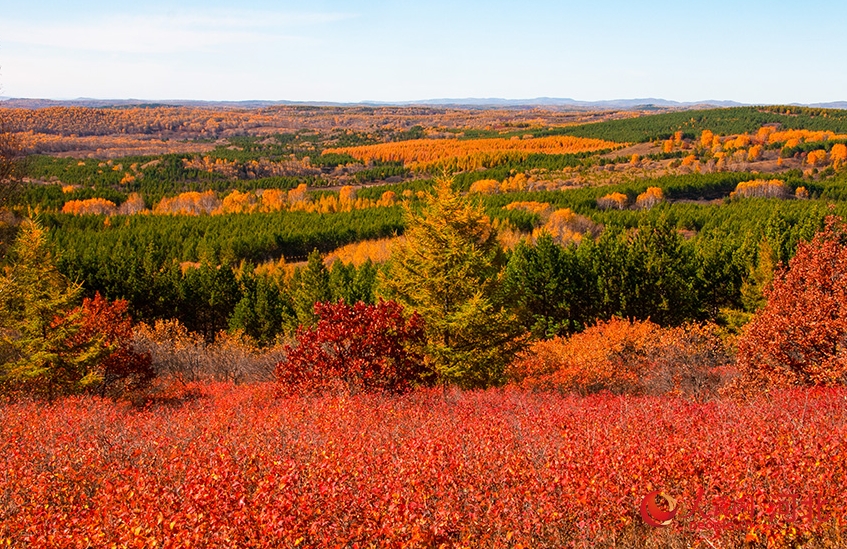 この時(shí)期ならではの美しい秋景色が広がる河北省囲場(chǎng)