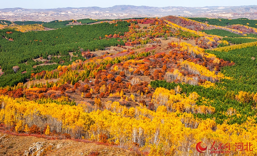 この時(shí)期ならではの美しい秋景色が広がる河北省囲場