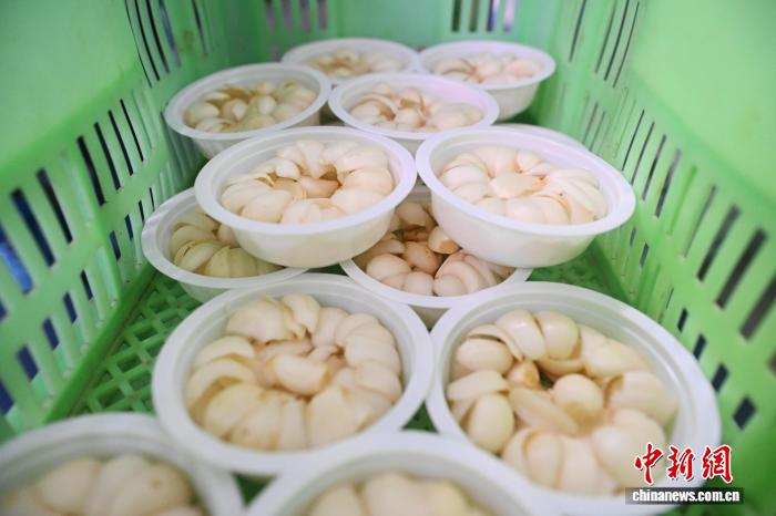 ユリ根の生産?販売ピーク到來(lái)　甘粛省