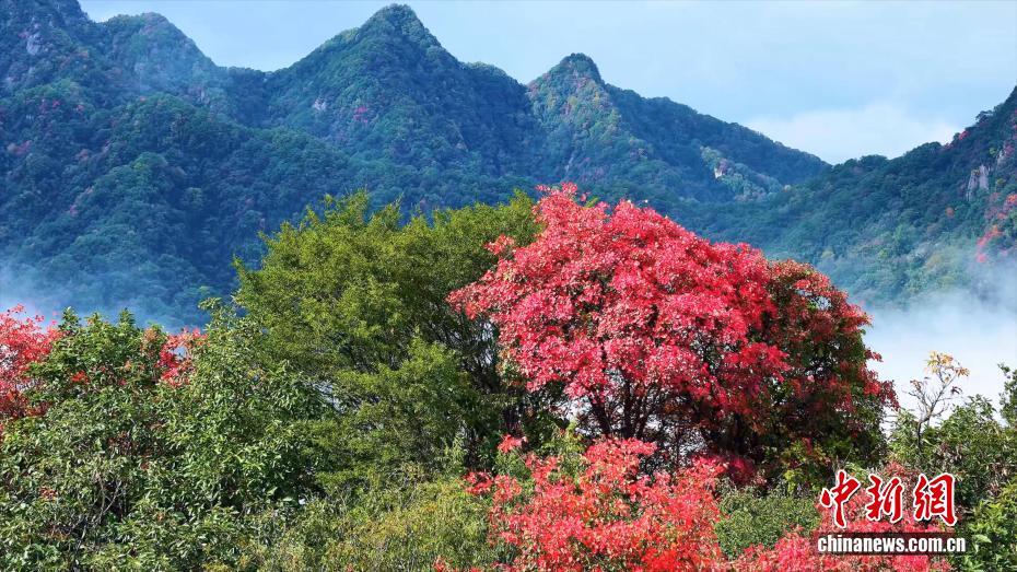 秦嶺?翠華山で紅葉と雲(yún)海の織りなす絶景　陝西省西安