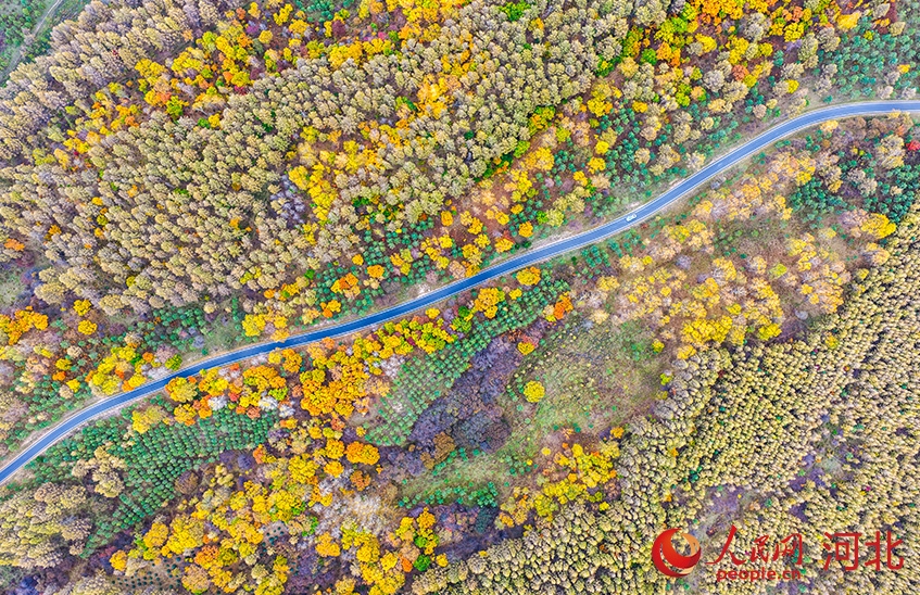 カラフルな秋の色彩の競演　河北省囲場