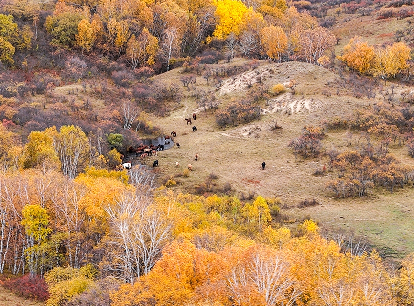 カラフルな秋の色彩の競(jìng)演　河北省囲場(chǎng)