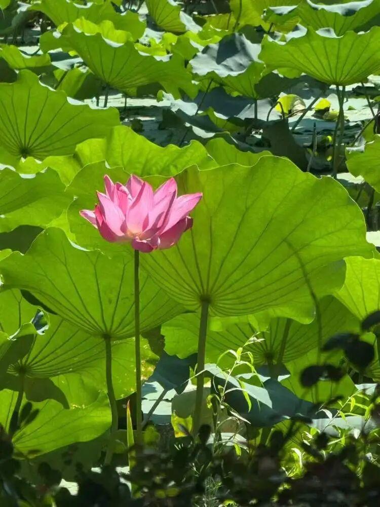 10月になっても満開が続くハスの花（寫真提供?新聞晨報）。