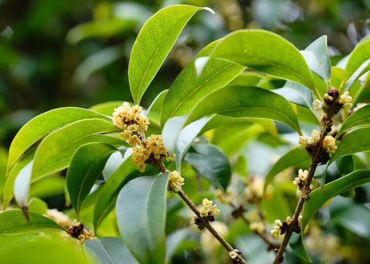10日朝に上海植物園で撮影されたキンモクセイの花（寫真提供?新聞晨報）。