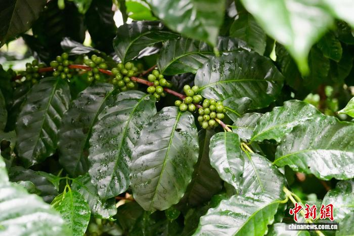 10月1日、雲(yún)南省徳宏熱科所で育てられたコーヒーの枝には実が鈴なりになっていた。撮影?羅婕