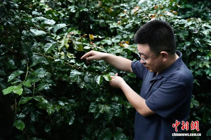 10月1日、コーヒーの生育狀況を確認(rèn)する雲(yún)南省徳宏熱科所副所長の白學(xué)慧氏。撮影?羅婕