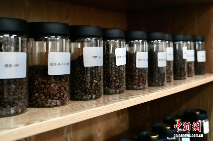 雲(yún)南省徳宏熱科所が育成したコーヒー品種の展示。撮影?羅婕