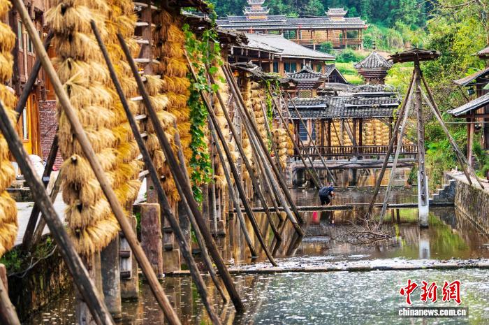 貴州省黔東南苗族侗族自治州従江県高増郷占里村に設(shè)置されたもち米の稲穂を乾燥させるための稲架（撮影?呉徳軍）。