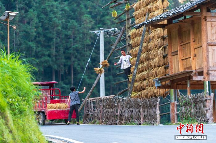 侗族の村で秋を彩る黃金色の稲架　貴州省