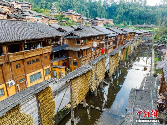 侗族の村で秋を彩る黃金色の稲架　貴州省