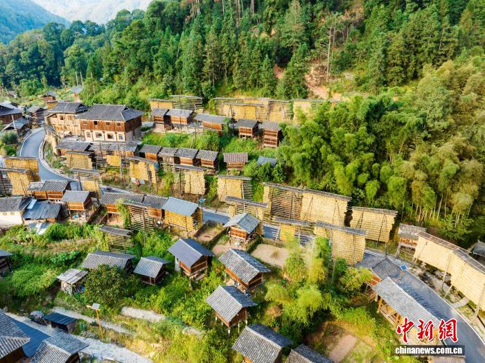 侗族の村で秋を彩る黃金色の稲架　貴州省