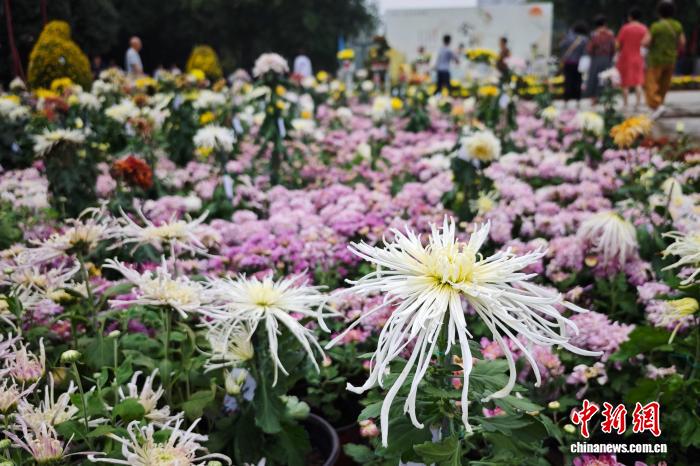 江蘇省南京市にある寶船廠遺跡公園で開(kāi)催された「金秋菊花展」の様子（10月11日撮影?泱波）。