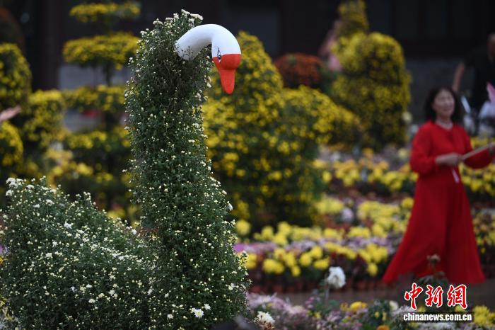 菊の逸品數(shù)百種類が美しさを競う　江蘇省南京