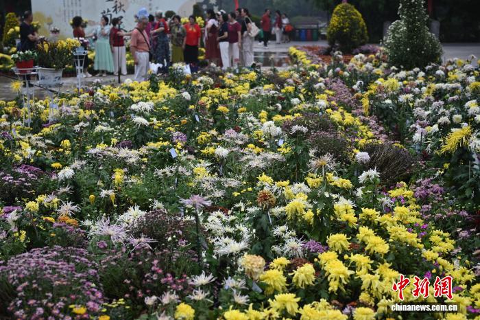 菊の逸品數(shù)百種類が美しさを競(jìng)う　江蘇省南京