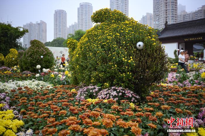 菊の逸品數(shù)百種類が美しさを競う　江蘇省南京