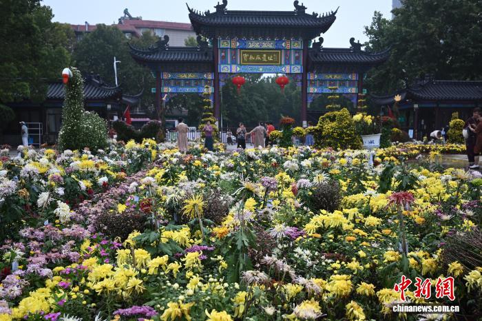 菊の逸品數(shù)百種類が美しさを競(jìng)う　江蘇省南京