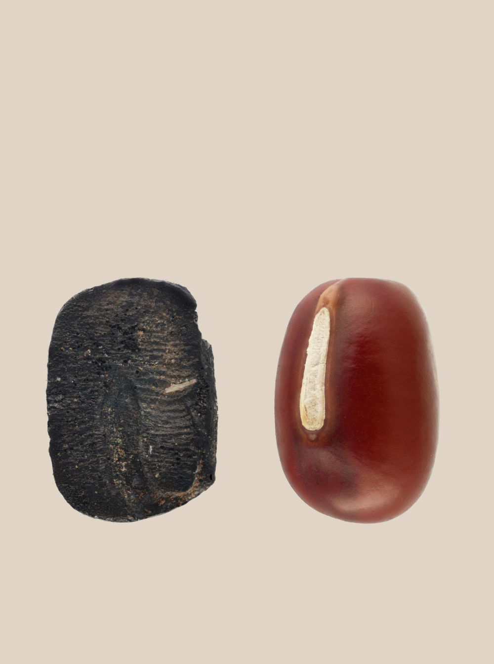 今回発見された古代炭化アズキと現(xiàn)代のアズキの比較（2025年8月13日撮影）。畫像提供：山東大學(xué)考古學(xué)院