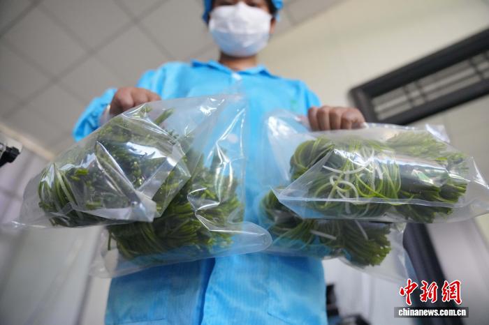 作業(yè)員が海菜花を新鮮さを保つようにパッケージし、コールドチェーンを利用して中國國內(nèi)の複數(shù)の都市に発送する。（10月13日撮影?劉冉陽）