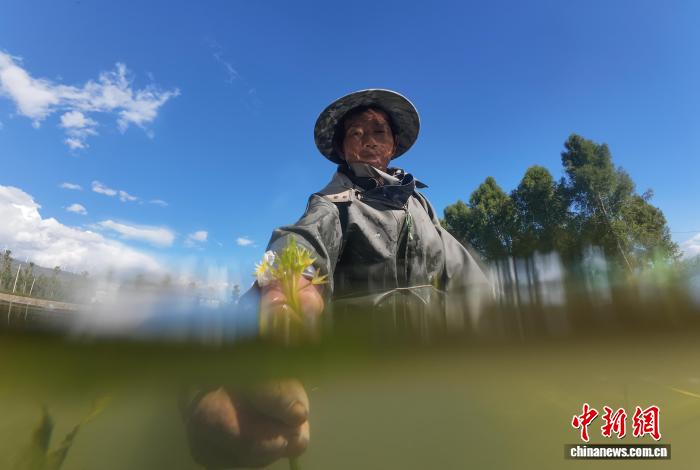 海菜花が「水質指標」から「経済作物」へ　雲(yún)南省洱源