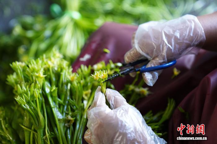 海菜花が「水質(zhì)指標(biāo)」から「経済作物」へ　雲(yún)南省洱源