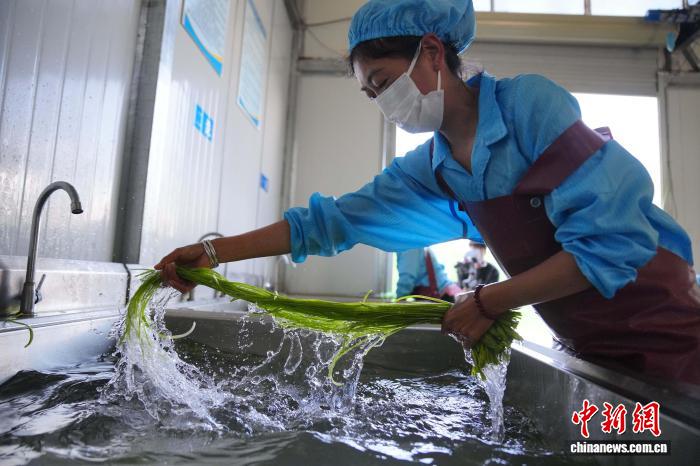 海菜花が「水質(zhì)指標(biāo)」から「経済作物」へ　雲(yún)南省洱源