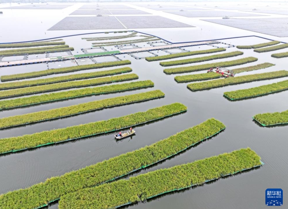 淮南市鳳臺県顧橋鎮(zhèn)にある採炭による地盤沈下エリアで、水面でのフロート式栽培によって育てた水稲を収穫する作業(yè)員（10月14日、ドローンによる撮影?陳彬）。