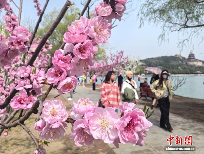 春の花が咲き誇り、たくさんの観光客が訪れた北京市にある頤和園（2025年3月撮影?趙雋）。