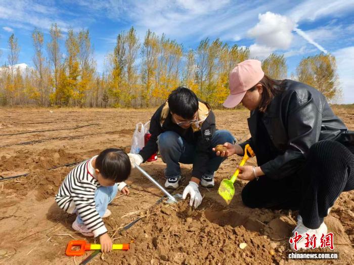 錫林郭勒盟の畑で「小さい秋を探す」観光客（寫真提供?錫林郭勒盟委員會(huì)宣伝部）。