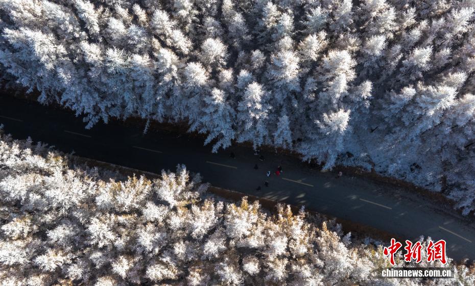 黃金色と白のコラボが美しい內(nèi)蒙古の秋