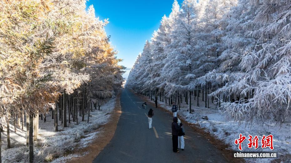 黃金色と白のコラボが美しい內(nèi)蒙古の秋