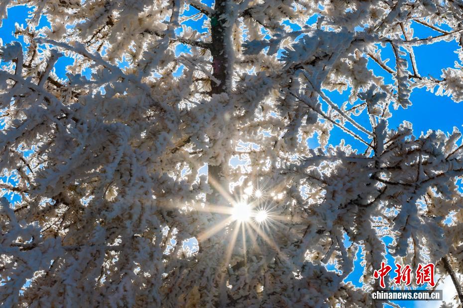 黃金色と白のコラボが美しい內(nèi)蒙古の秋