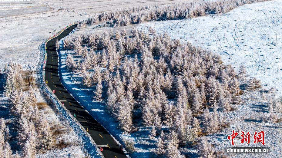 黃金色と白のコラボが美しい內(nèi)蒙古の秋