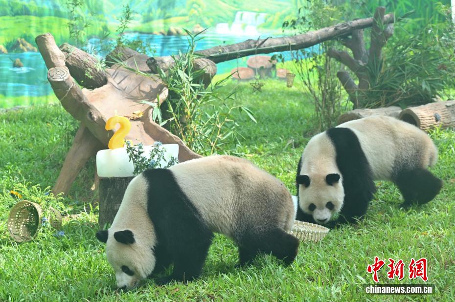 広州動物園のジャイアントパンダ新館が開館　「久久」と「友友」公開　広東省