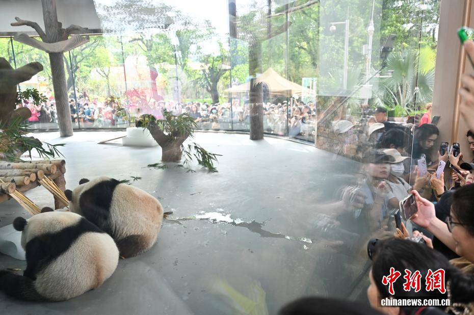 広州動(dòng)物園のジャイアントパンダ新館が開館　「久久」と「友友」公開　広東省