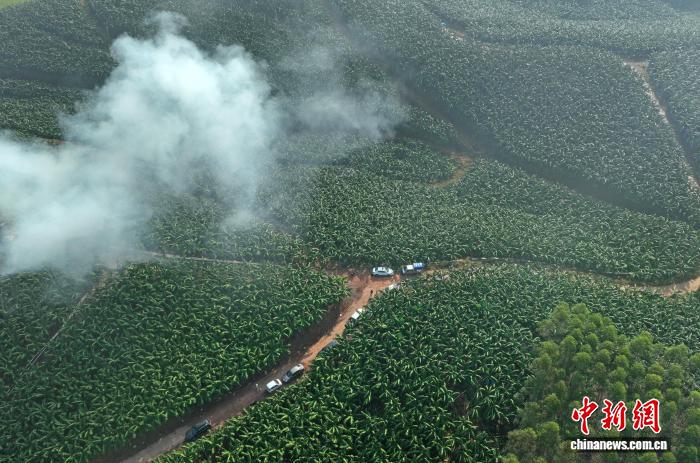 豊作を迎えたバナナ園　難題だった輸送を解決した「人力＋テクノロジー」　広西
