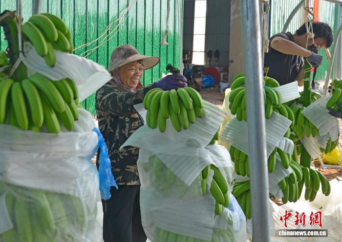 豊作を迎えたバナナ園　難題だった輸送を解決した「人力＋テクノロジー」　広西