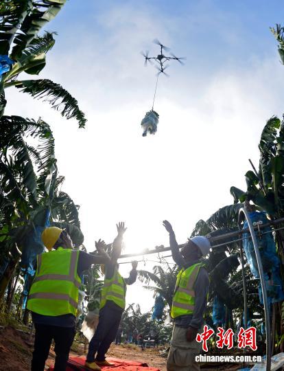 豊作を迎えたバナナ園　難題だった輸送を解決した「人力＋テクノロジー」　広西
