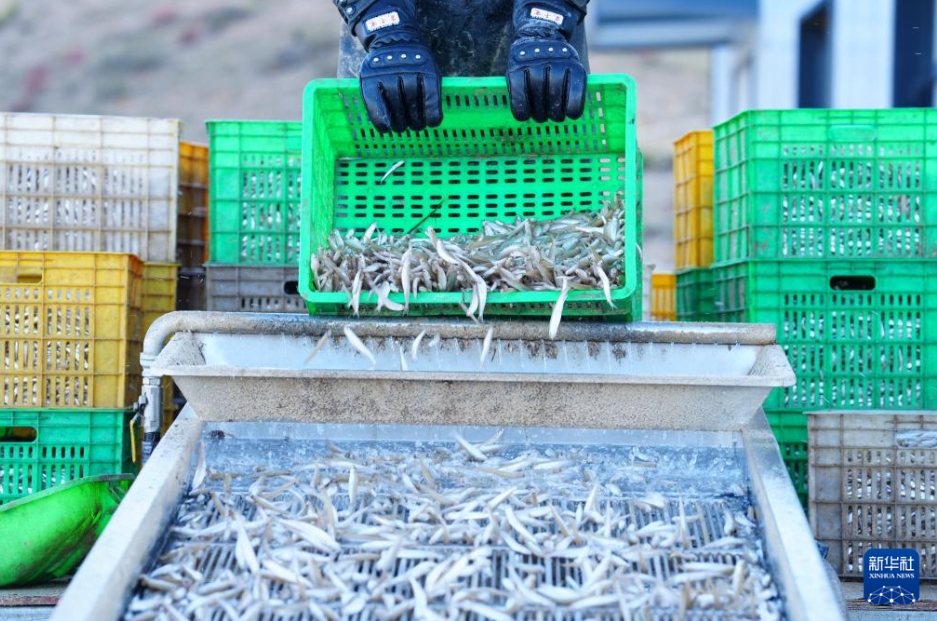 ワカサギ漁と観光を融合し、発展目指す竜羊峽ダム　青海省