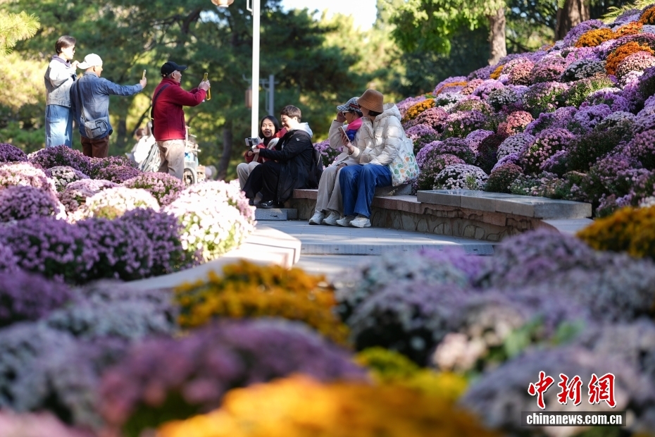 満開(kāi)を迎えた日壇公園の菊の花が観光客を魅了　北京
