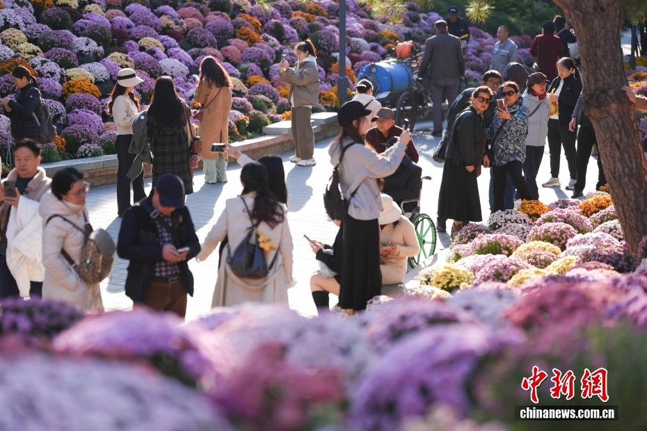 満開(kāi)を迎えた日壇公園の菊の花が観光客を魅了　北京