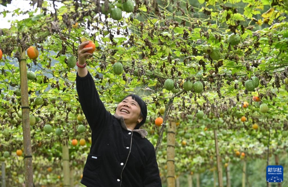 キカラスウリが豊作、農(nóng)家の所得増を後押し　広西?竜勝