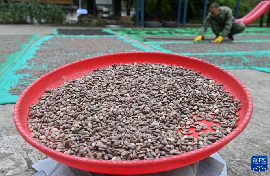 キカラスウリが豊作、農(nóng)家の所得増を後押し　広西?竜勝