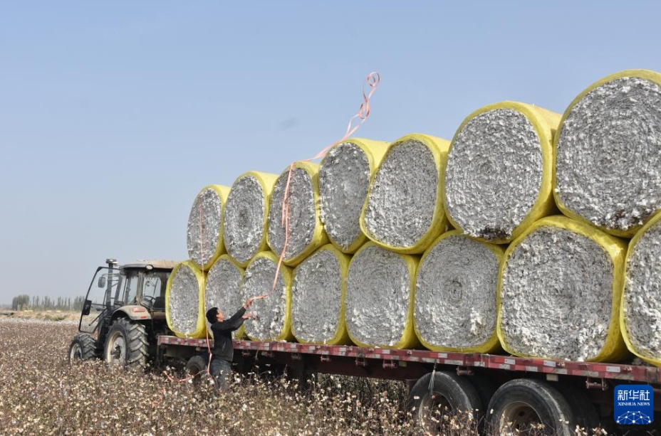 新疆維吾爾自治區(qū)阿克蘇地區(qū)沙雅県の綿花畑で、梱包された綿花を固定する農(nóng)家（10月21日撮影?顧煜）。