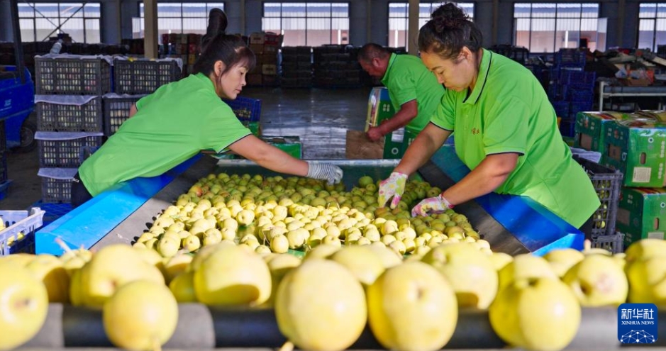 南果梨の加工産業(yè)が農(nóng)村振興をバックアップ　遼寧省海城市