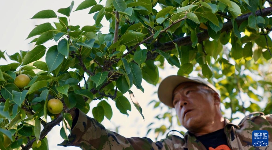 南果梨の加工産業(yè)が農(nóng)村振興をバックアップ　遼寧省海城市