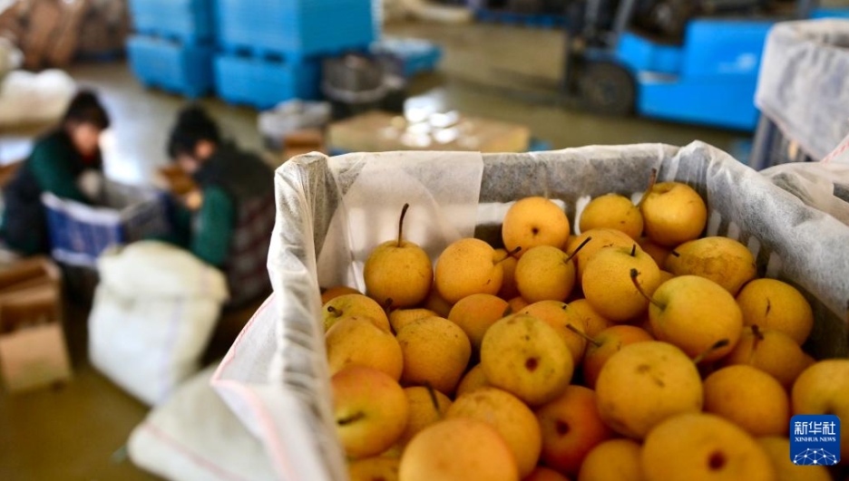 南果梨の加工産業(yè)が農(nóng)村振興をバックアップ　遼寧省海城市