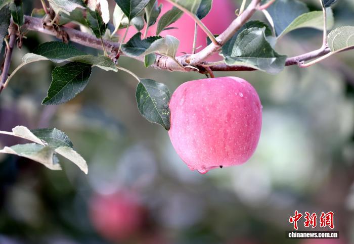黃土高原でたわわに実る「真っ赤なリンゴ」栽培面積13萬ムー