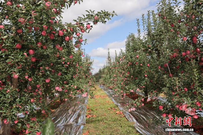 黃土高原でたわわに実る「真っ赤なリンゴ」栽培面積13萬(wàn)ムー