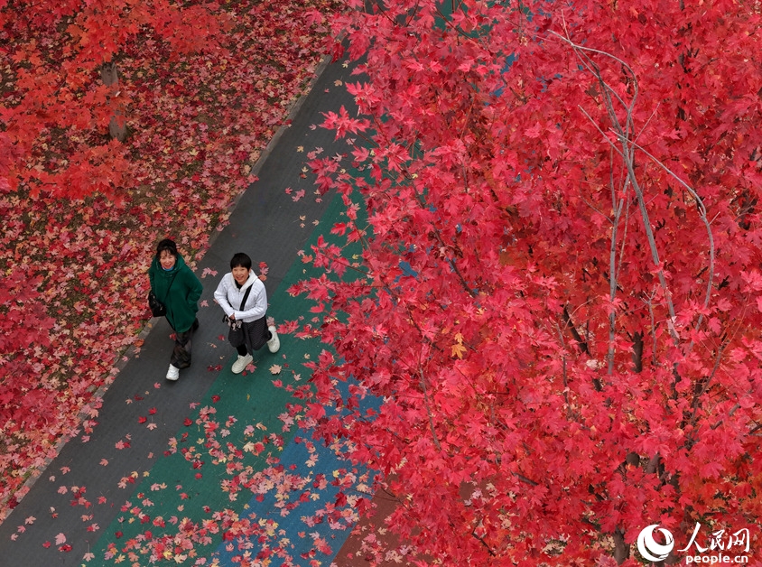 長(zhǎng)春市の月荷文化園で紅葉したカエデを眺める観光客（10月20日撮影?李洋）。