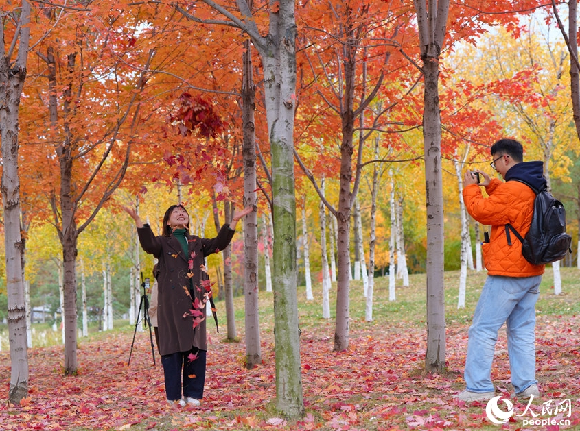 真っ赤に紅葉したカエデの下で秋を満?jiǎn)恕〖质￠L(zhǎng)春